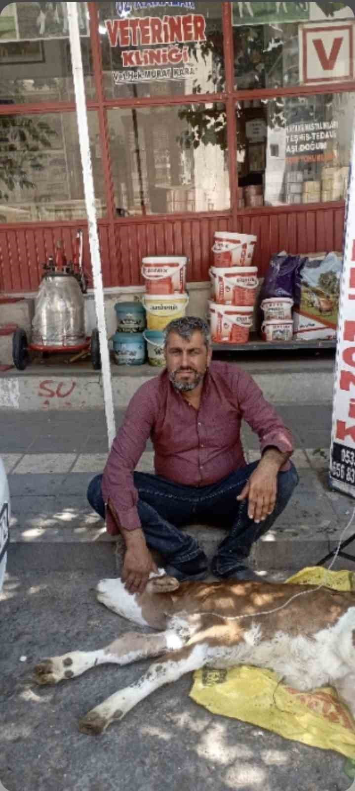 DİYARBAKIR'IN ÇERMİK İLÇESİNDE VETERİNERE GÖTÜRÜLÜRKEN KAMYONETTEN DÜŞEN BUZAĞI BULUNUP SAHİBİNE...