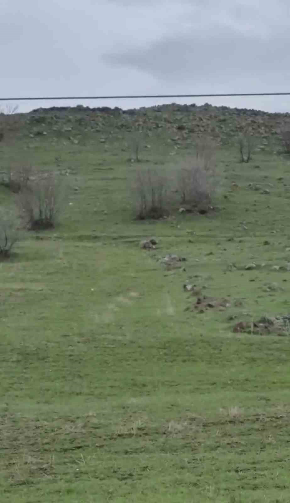 DİYARBAKIR'IN ÇERMİK İLÇESİNDEN BİR SÜRÜCÜ TARAFINDAN KURT SÜRÜSÜ GÖRÜNTÜLENDİ.