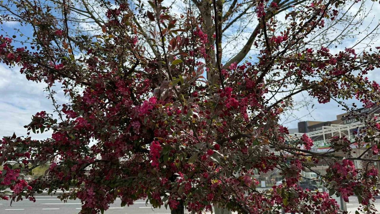 Diyarbakır'da Bahar Gelinliği: Sesbanya Ağaçları Kırmızıya Büründü