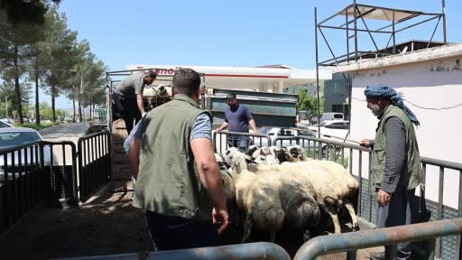 Diyarbakır’dan şehir dışına kurbanlık sevki devam ediyor
