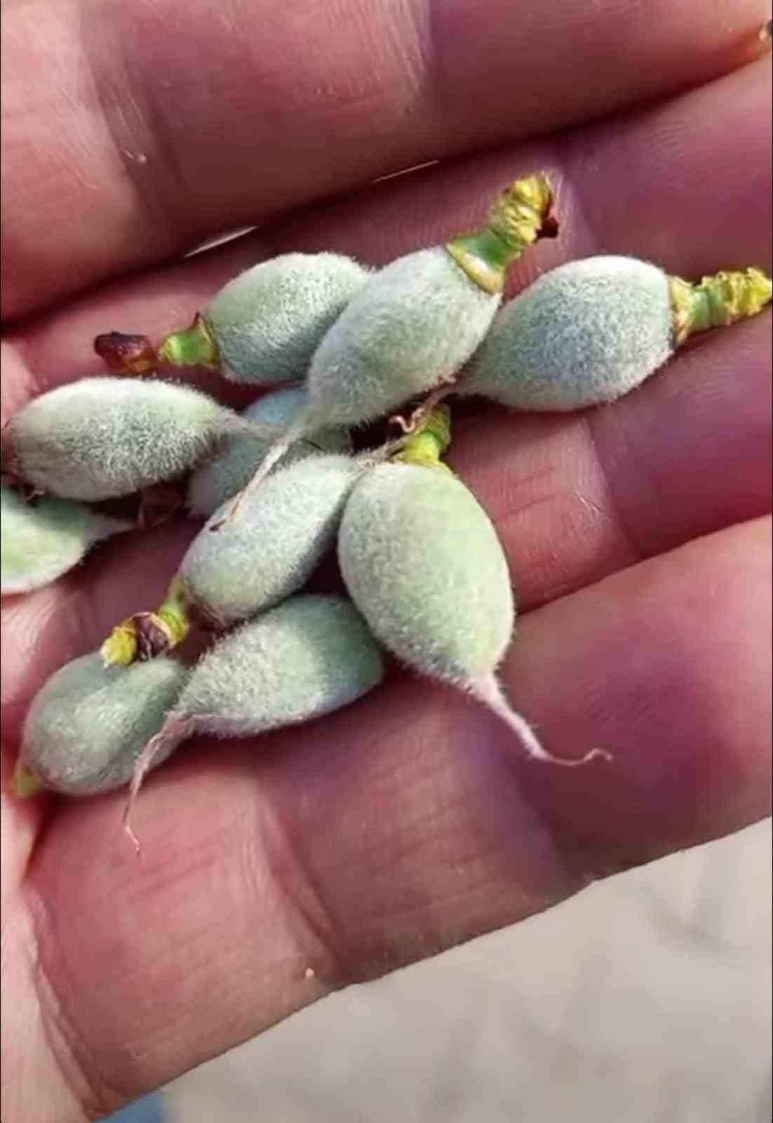 DİYARBAKIR’IN ÇERMİK İLÇESİNDE YILIN İLK ÇAĞLA HASADI YAPILDI.