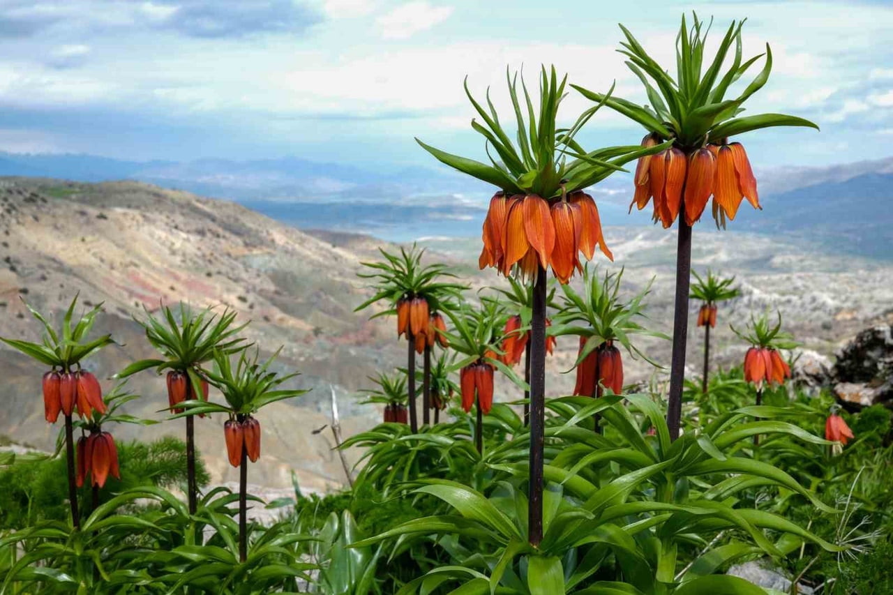 DİYARBAKIR’IN ERGANİ İLÇESİNDEKİ SAKIZ DAĞI, KAYALIKLAR ARASINDA AÇAN TERS LALELERİYLE BAHARDA...