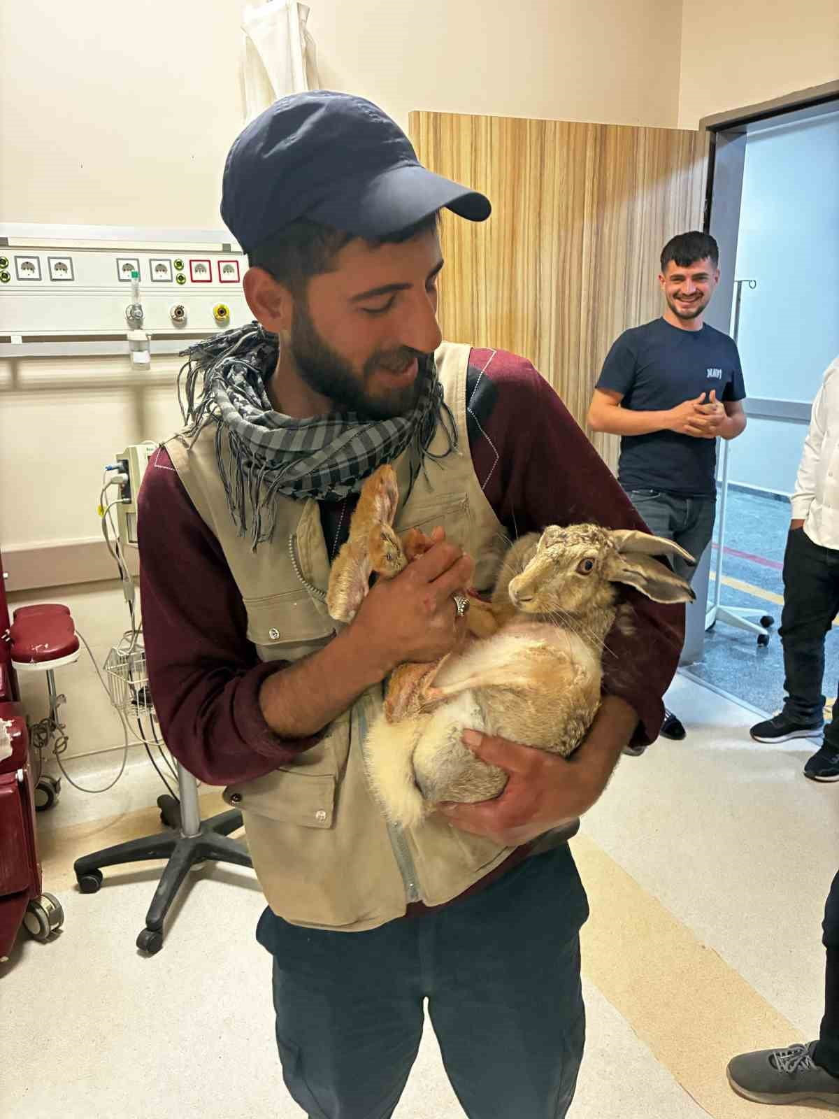 DİYARBAKIR’IN KOCAKÖY İLÇESİNDE YARALI BULUNAN GEBE TAVŞAN, DUYARLI ÇİFTÇİ VE SAĞLIKÇILAR...