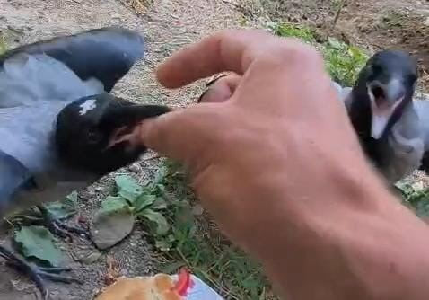 DİYARBAKIR’IN SİLVAN İLÇESİNDE YAŞAYAN İHSAN CESUR, BATMAN’IN SASON İLÇESİNDEN GETİRDİĞİ YUVASIZ...