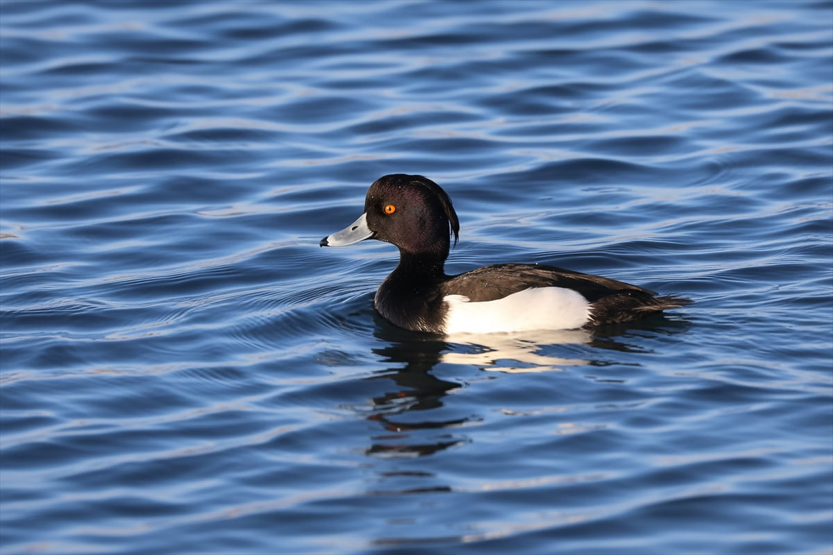 Doğada nadir görülen 3 kuş türü, Ağrı Dağı eteklerindeki sulak alanlarda görüntülendi. Bölgede...