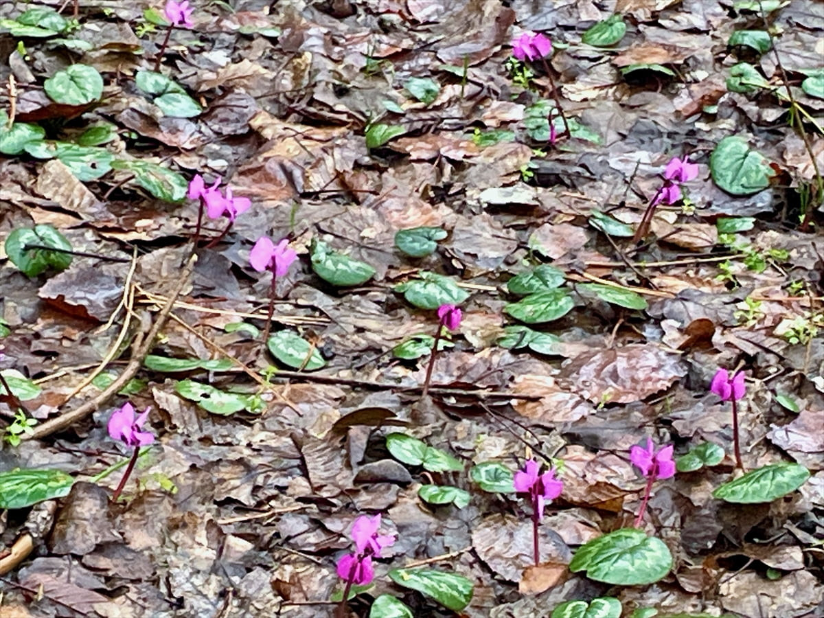 Doğal güzellikleriyle ünlü Bolu'da kış ve ilkbahar mevsimi bir arada yaşanıyor. Kentin yüksek...