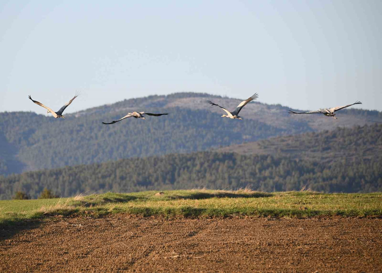 DOĞANIN EN ZARİF VE SADIK KUŞLARI OLARAK BİLİNEN TURNALAR, BAHAR GÖÇÜ YOLCULUĞUNDA KASTAMONU’NUN...