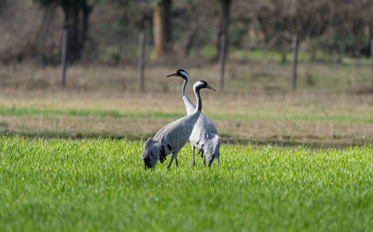 DOĞANIN ZARİF MİSAFİRLERİ OLARAK BİLİNEN TURNA KUŞLARININ KORUNMASINA YÖNELİK ÇALIŞMALAR ARALIKSIZ...