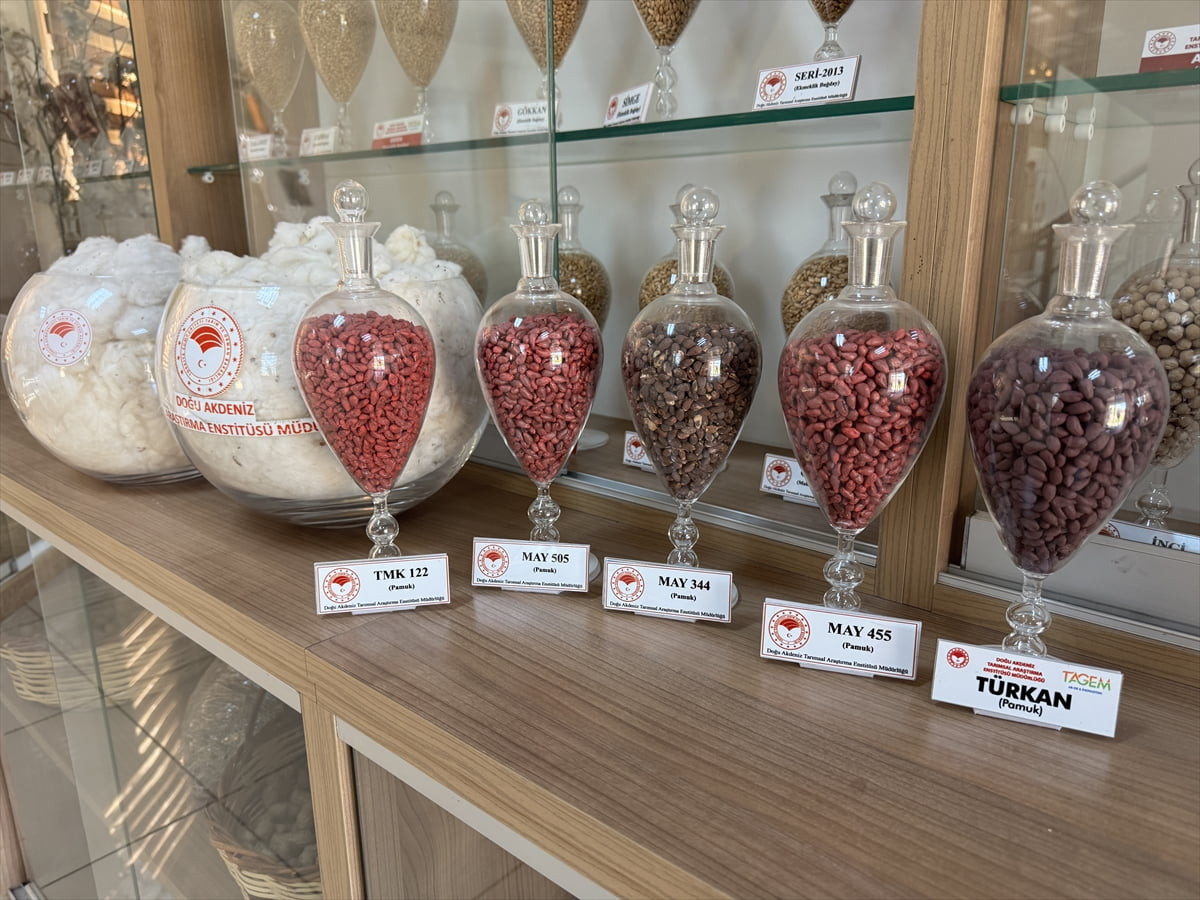 Doğu Akdeniz Tarımsal Araştırma Enstitüsünce geliştirilen 9 pamuk, 3 buğday ve 1 arpa çeşidi çok...