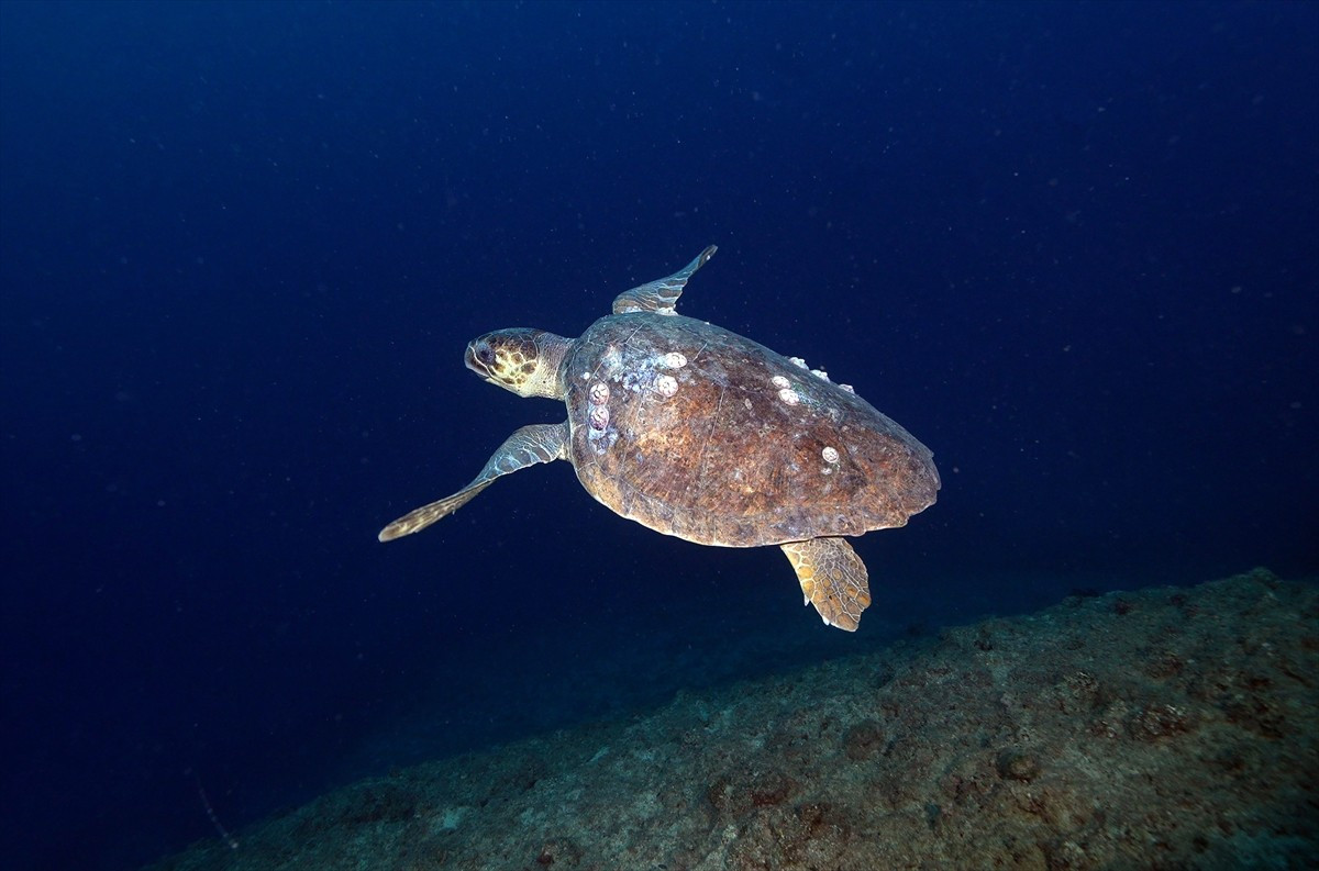 Doğu Akdeniz'deki canlı çeşitliliğini kayıt altına almak için Hatay'da bir araya gelen dalgıçlar...