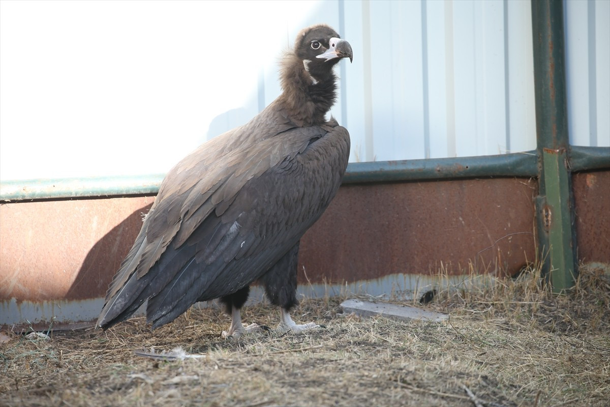 Doğu Anadolu ve Karadeniz bölgelerindeki 10 kente hizmet veren Kafkas Üniversitesi Yaban Hayatı...