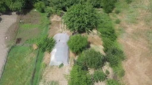 Dron destekli operasyonda seraya gizlenen Hint kenevirleri yakalandı