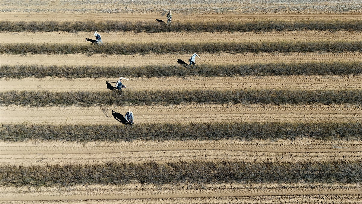 Dünya gül yağı üretiminin yaklaşık yüzde 65'ini karşılayan Isparta'da, hasat sezonuna iki ay kala...