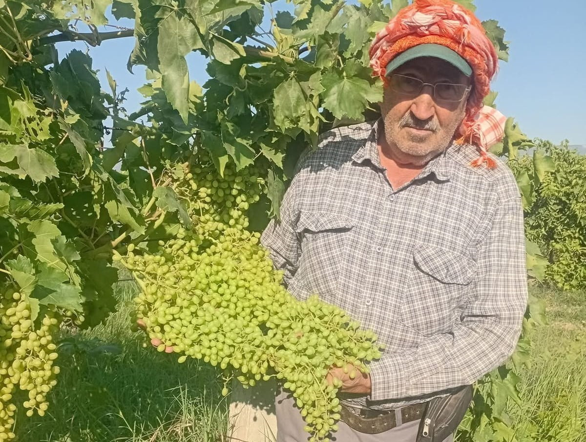DÜNYACA ÜNLÜ SARIGÖL SULTANİYE ÜZÜMLERİNDE HASAT ÖNCESİ SON HAZIRLIKLAR SÜRÜYOR. BAĞLARDA 35-40...