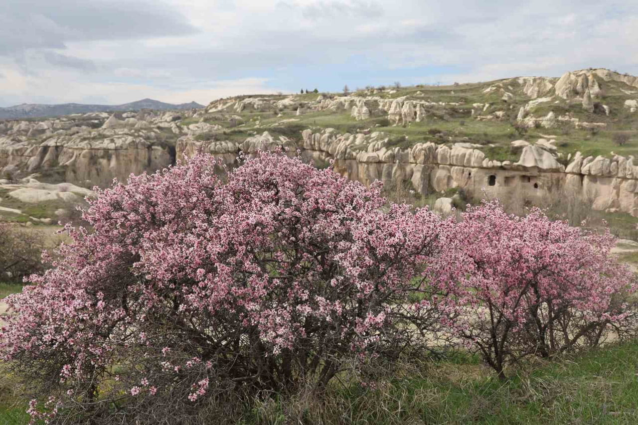 DÜNYACA ÜNLÜ TURİZM MERKEZİ KAPADOKYA, BAHAR AYLARININ GELMESİYLE BİRLİKTE YEŞİLİN HER TONUNA...