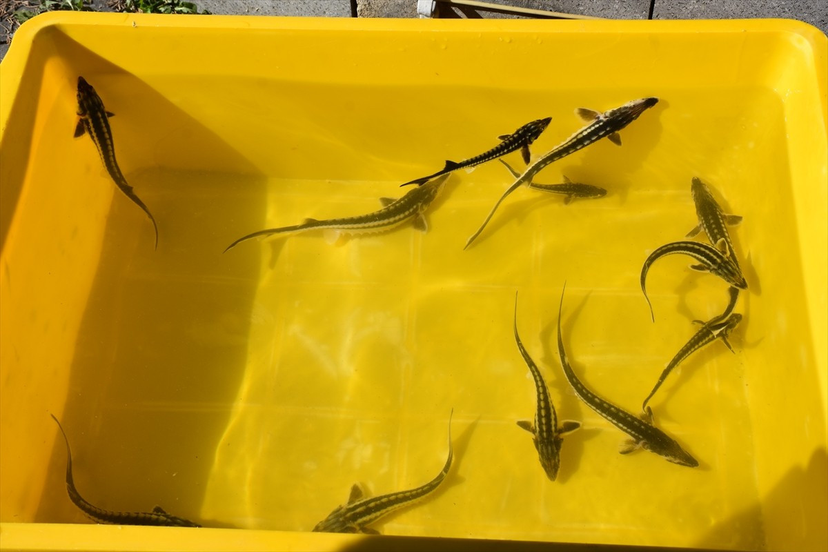 Dünyada nesli tükenme tehlikesindeki türler arasında yer alan mersin balığının korunması, doğal...