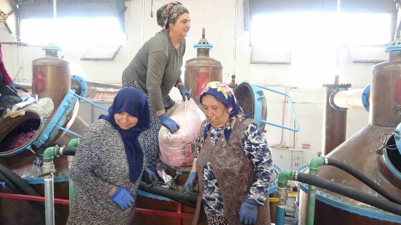 DÜNYANIN EN KALİTELİ YAĞLIK GÜL ÜRETİM MERKEZLERİNDEN BİRİ OLAN ISPARTA'DA HASAT SEZONU SÜRERKEN...