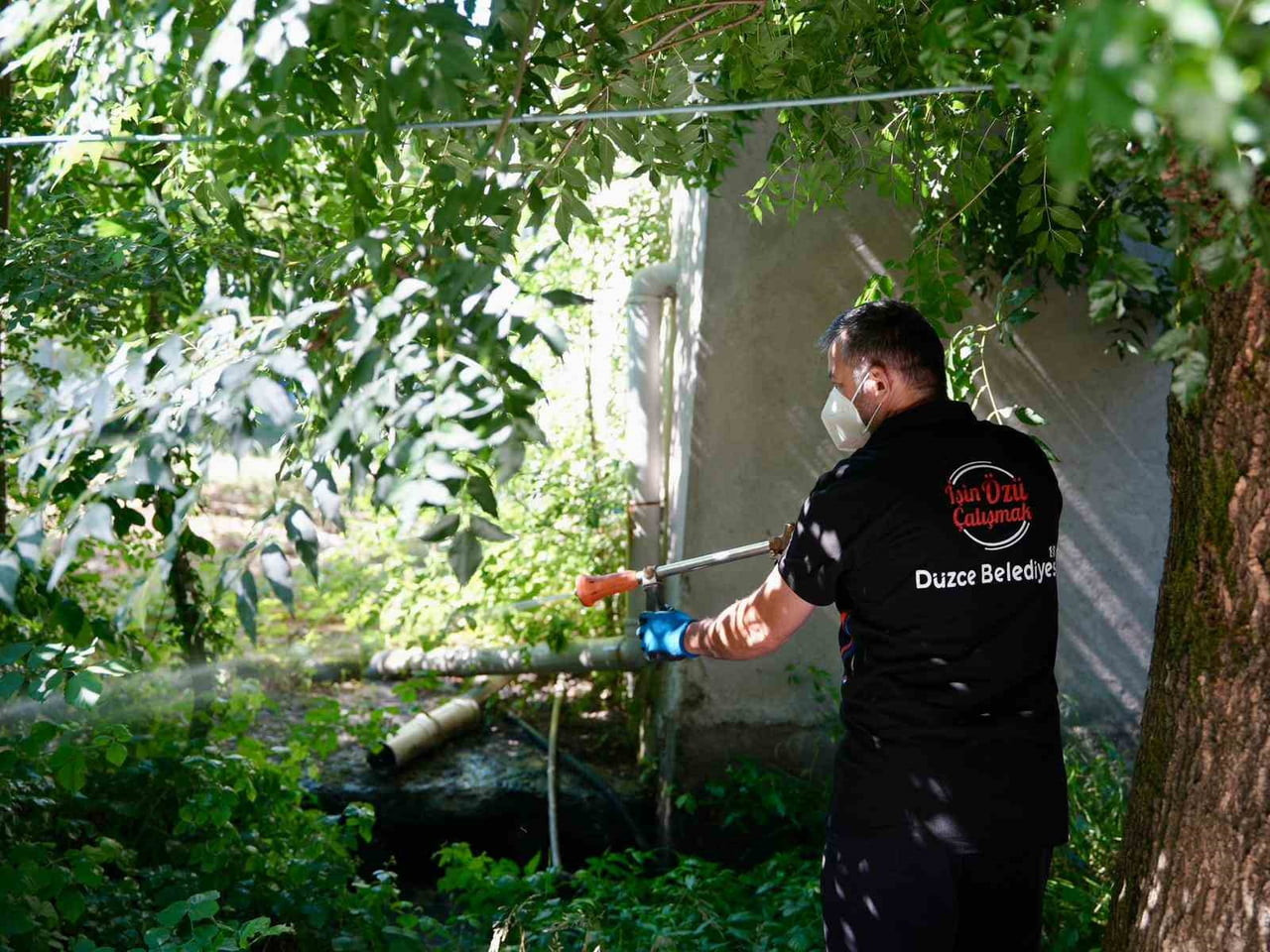 DÜZCE BELEDİYESİ YAZ AYLARINDA ARTAN SİVRİSİNEK VE KARASİNEK HAŞERELERİNE KARŞI HEM GÜNDÜZ HEM DE...