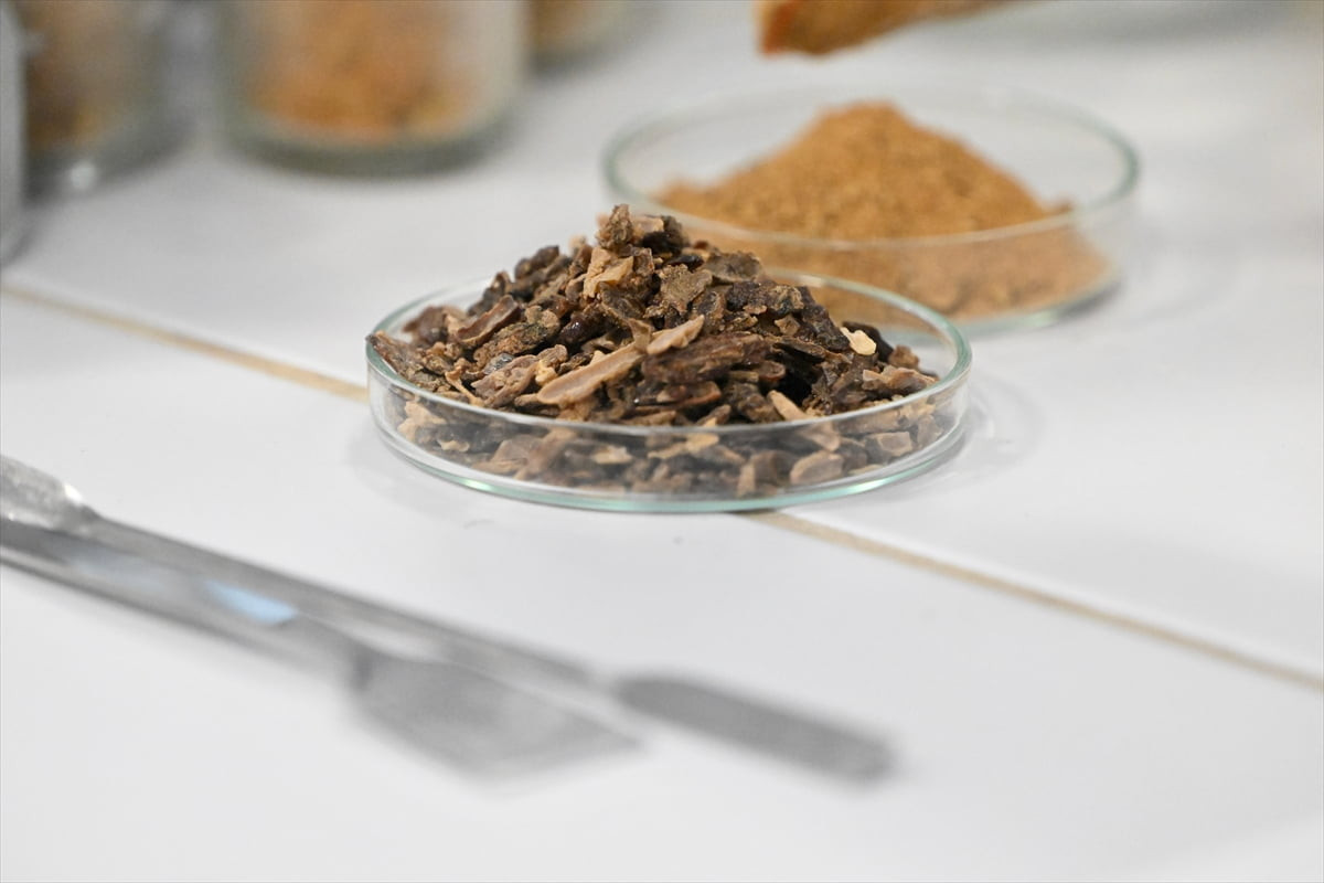 Düzce Üniversitesi Arıcılık Araştırma Geliştirme ve Uygulama Merkezi'nde (DAGEM) yürütülen...