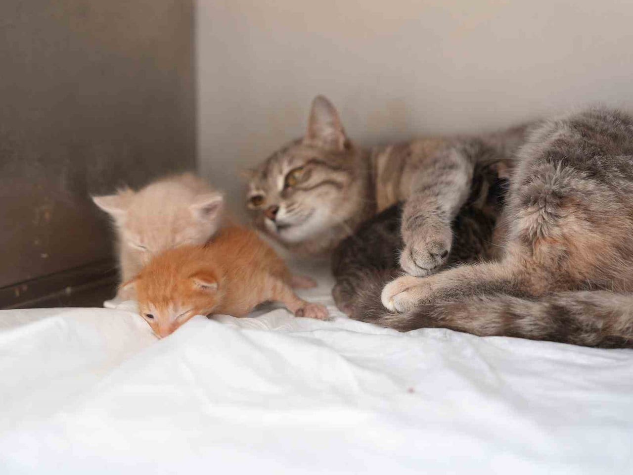 DÜZCE'DE SU KANALINA DÜŞEREK BOĞULMA TEHLİKESİ GEÇİREN VE İTFAİYE EKİPLERİNCE KURTARILAN İKİ YAVRU...