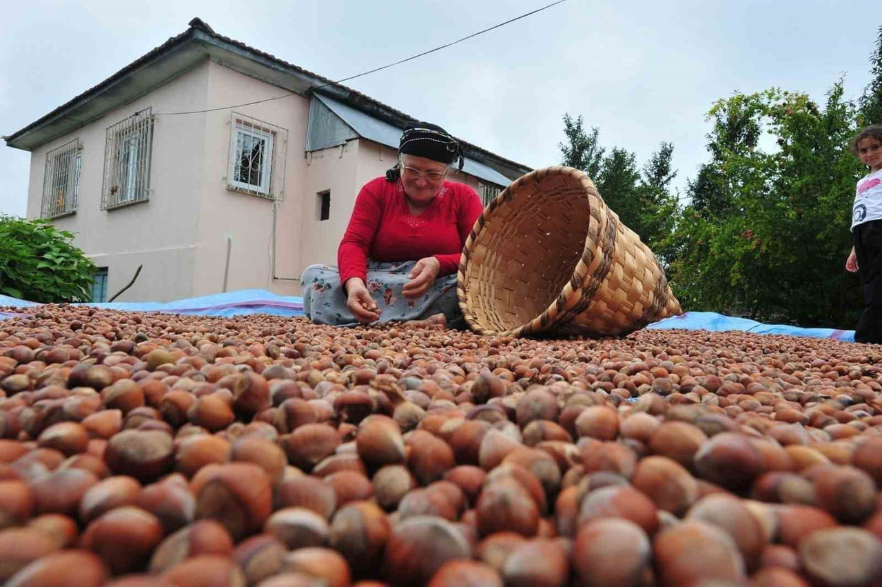 DÜZCE'DEN AVRUPA BİRLİĞİNE ÜYE ÜLKELERE DÖRT AYDA 5 BİN 291,7 TON İÇ FINDIK İHRAÇ...