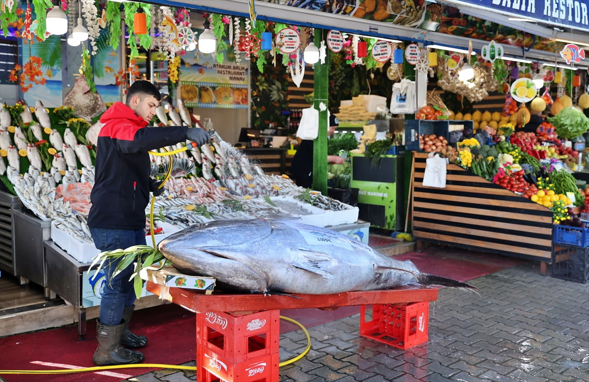 Düzce'nin Akçakoca ilçesi açıklarında avlanan 353 kilogramlık orkinos, Samsun'da kilogramı 400...