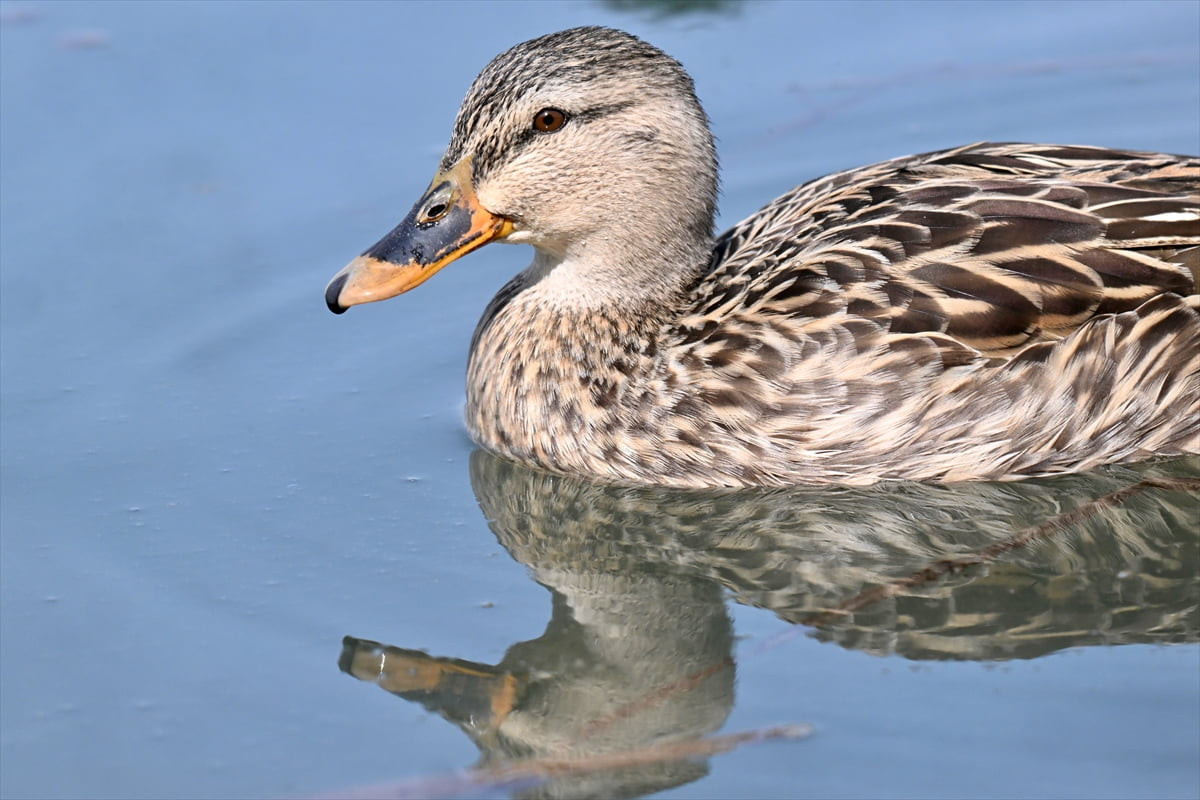 Düzce'nin Gölyaka ilçesindeki Efteni Kuş Cenneti Gölü, göç yolunda misafir olan yaban hayvanlarını...