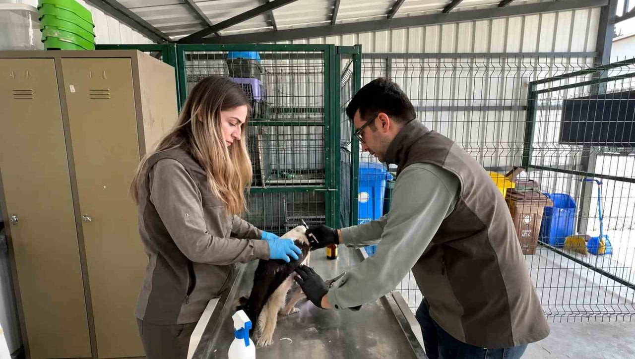 DÜZCE’DE GÖÇ SIRASINDA ELEKTRİK AKIMINA KAPILARAK YARALANAN YAVRU LEYLEK TEDAVİ EDİLDİ. SAĞLIĞINA...
