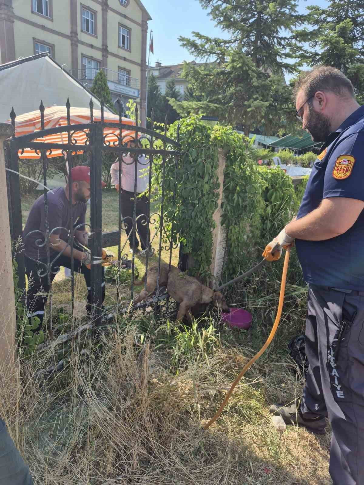 DÜZCE’NİN CUMAYERİ İLÇESİNDE DEMİR PARMAKLIKLARA SIKIŞARAK MAHSUR KALAN KÖPEK İTFAİYE EKİPLERİNCE...