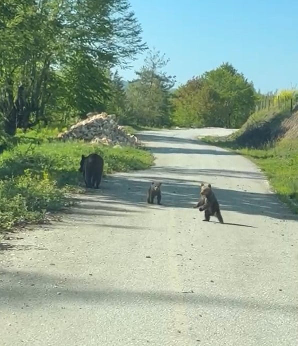 DÜZCE’NİN YIĞILCA İLÇESİNDE GEZİNTİYE ÇIKAN 2 KARDEŞ, YOLDA ANNE AYI VE YAVRULARI İLE KARŞILAŞTI....