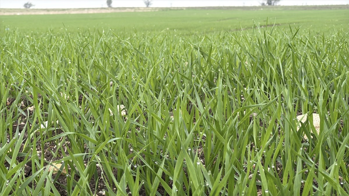 Edirne, Kırklareli ve Tekirdağ'da çiftçilerin buğday ekim mesaisi devam ediyor. Geçen yıl yaşanan...