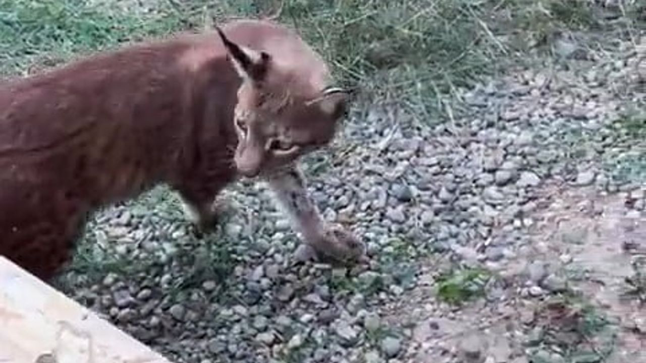 Edirne sınır kapısında iki vaşak ve serval ele geçirildi