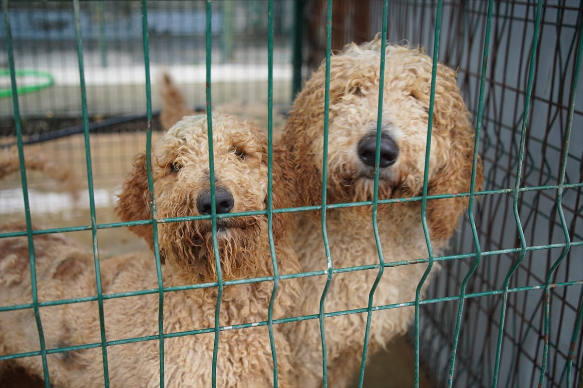  Edirne'de iki hafta önce bir çiftliğe düzenlenen operasyonda izinsiz üretim yapıldığı...