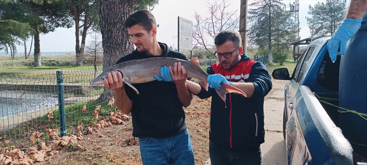 Edirne'de Meriç Nehri'nde bir balıkçı tarafından yakalanan, dünyada nesli tükenme tehlikesindeki...