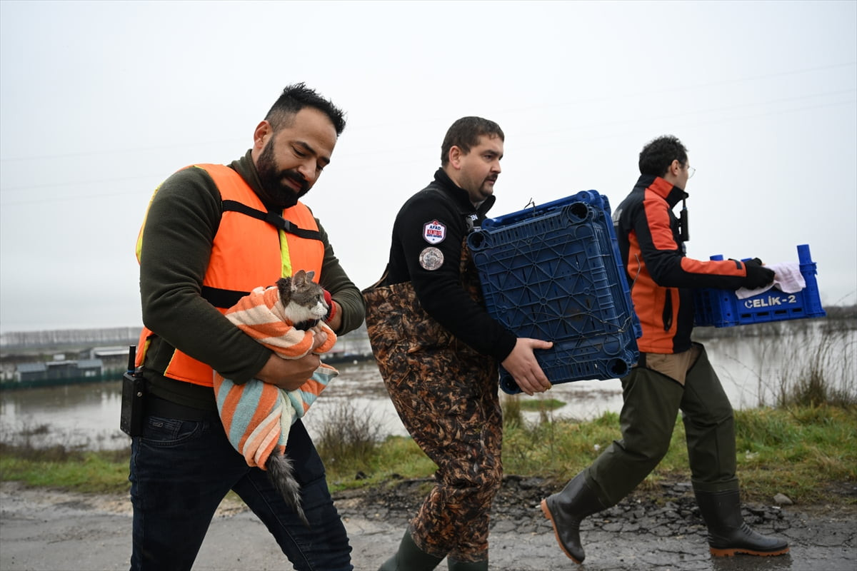 Edirne'de Meriç Nehri'nin taştığı bölgedeki yerleşim yerlerinde mahsur kalan hayvanlar...