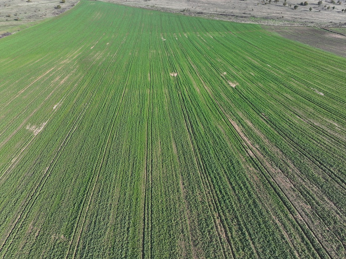 Edirne'de son dönemde etkisini gösteren yağışlar kanola üreticisinin yüzünü güldürdü. Kuraklık...