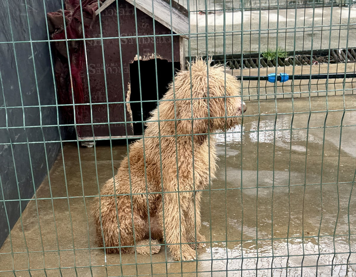 Edirne'nin Lalapaşa ilçesinde yasa dışı köpek üretimi yapan çiftlik sahibine 2 milyon 144 bin lira...