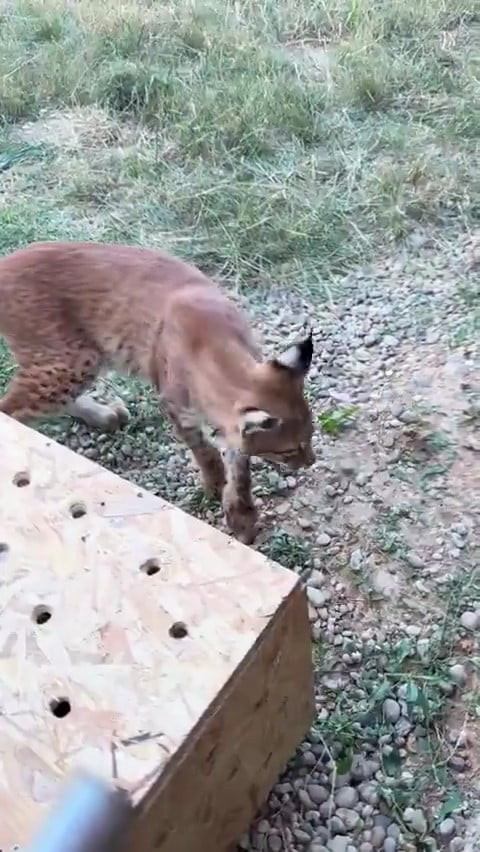 EDİRNE’DE İKİ VAŞAK VE İKİ SERVAL ARACIN BAGAJINDA YAKALANDI
