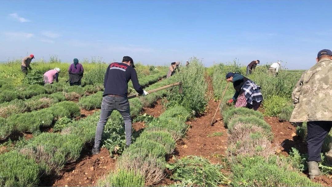 EDİRNE’DE VERİMSİZ ARAZİLER LAVANTA TARLASINA DÖNÜŞTÜ