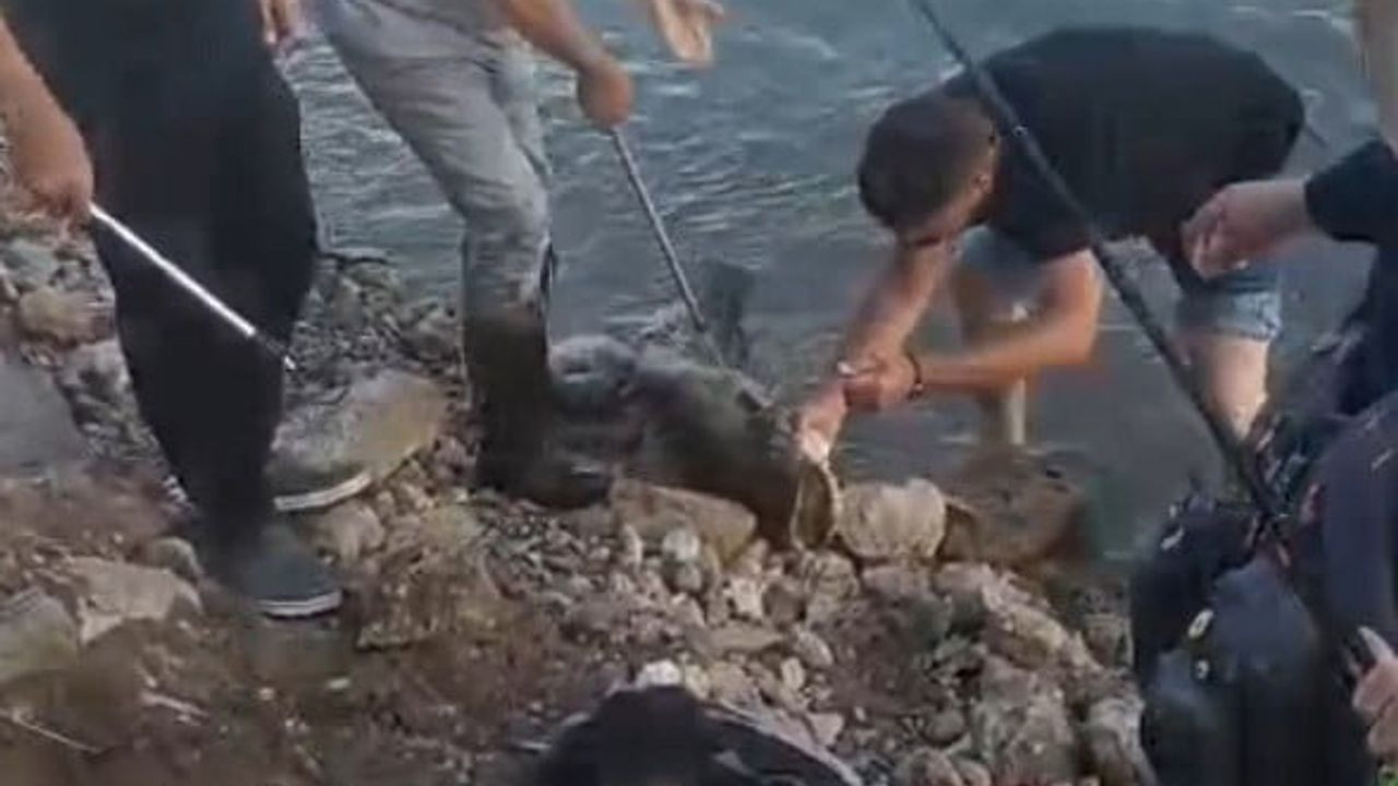 Edirneli esnaf, 30 kiloluk yayın balığını Meriç Nehri'nde gezdirdi