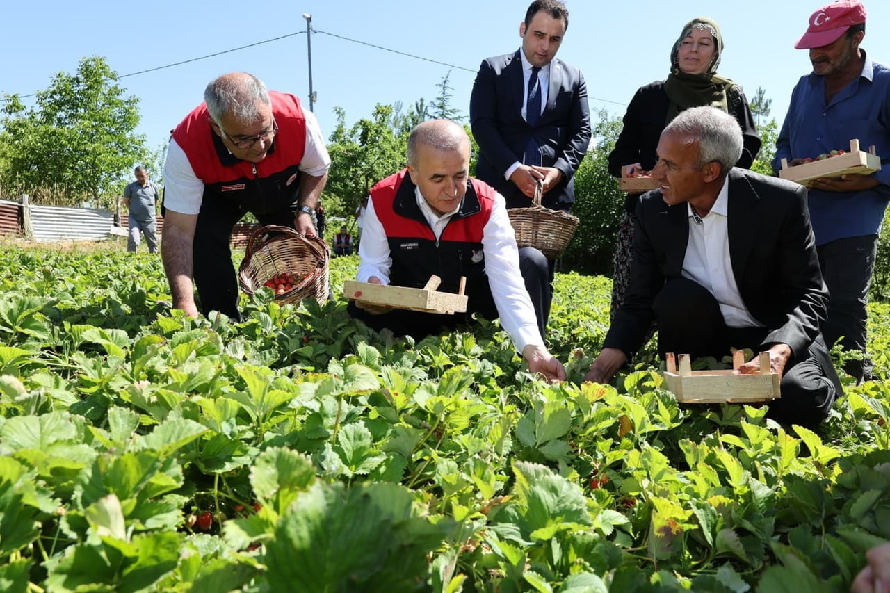 ELAZIĞ VALİSİ NUMAN HATİPOĞLU, DEVAM EDEN ÇİLEK HASADINA KATILARAK, ÜRETİCİLERLE BİRLİKTE HASAT...