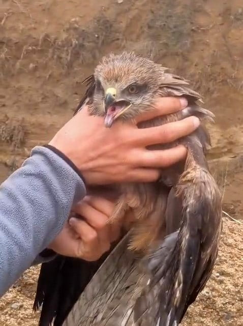 ELAZIĞ'DA VATANDAŞLAR TARAFINDAN YAKALANAN YARALI ŞAHİN, TEDAVİ EDİLMEK ÜZERE EKİPLERE TESLİM...