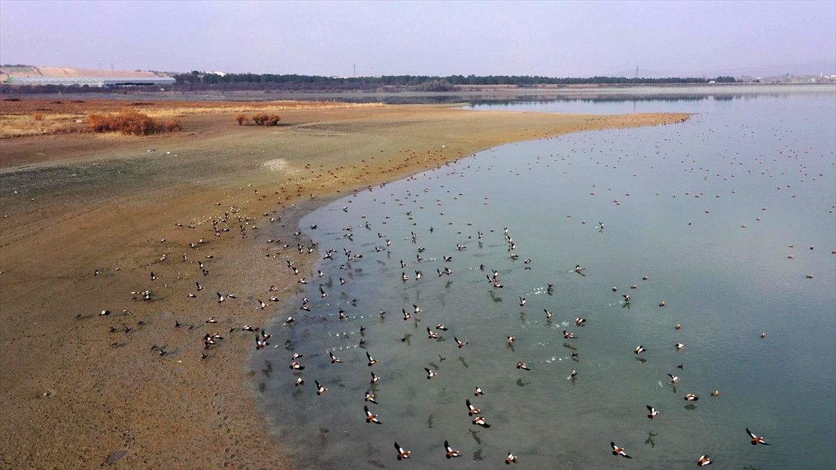 Elazığ'daki Cip Baraj Gölü farklı türdeki binlerce göçmen kuşu ağırlıyor. Kent merkezine yaklaşık...