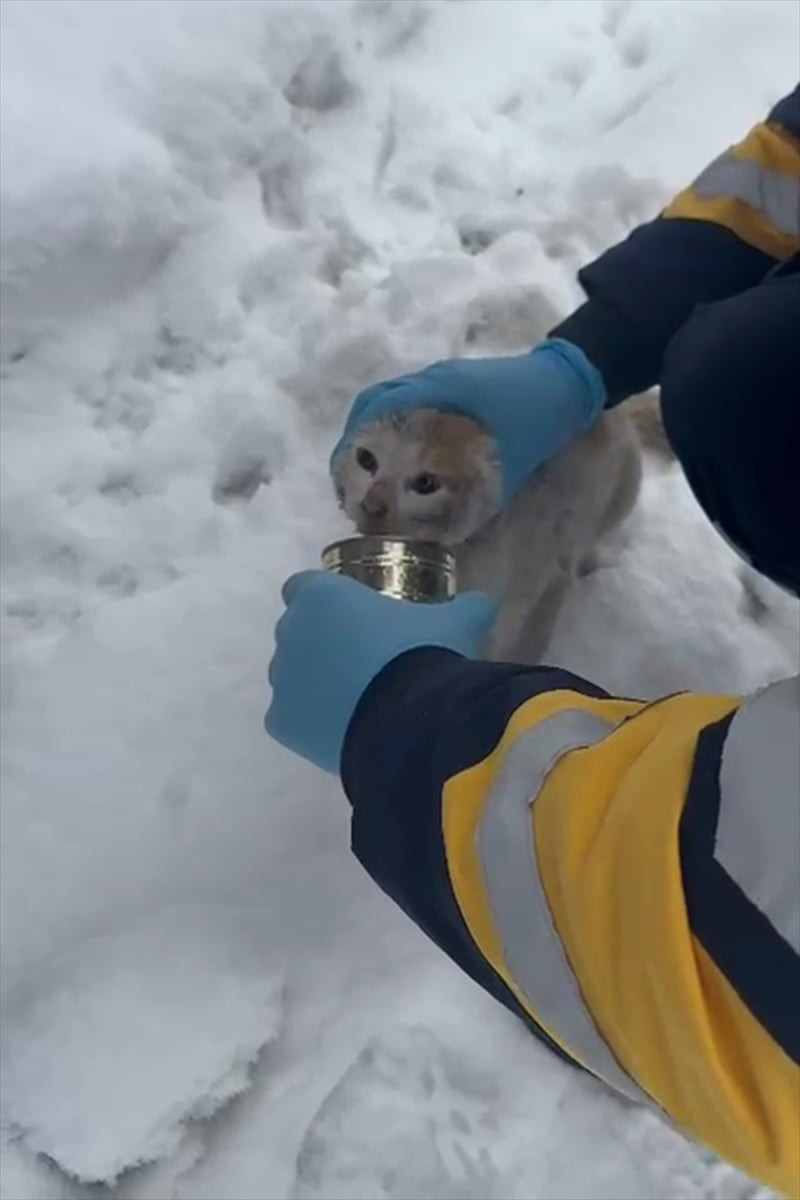 Elazığ'ın Alacakaya ilçesinde başı konsevre kutusuna sıkışan kedi 112 Acil Sağlık ekibince...