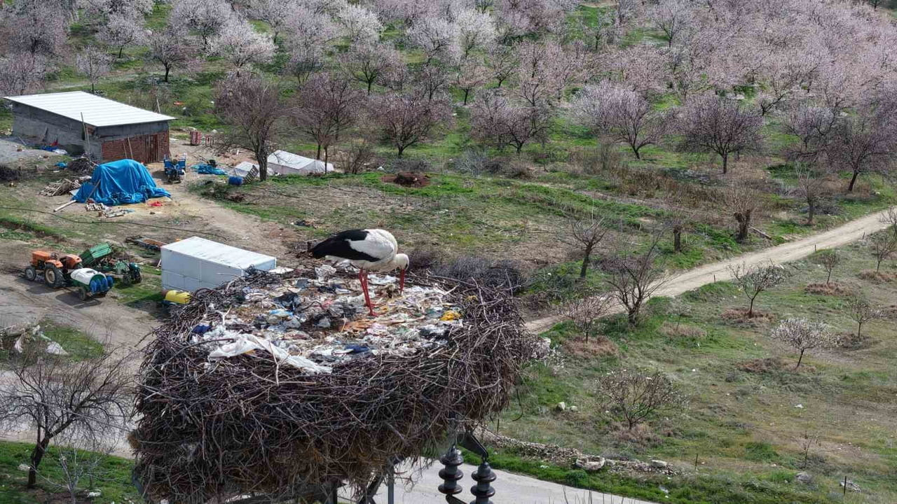 ELAZIĞ'IN BASKİL İLÇESİNE LEYLEKLER BU YIL DA GELDİ. KÖY SAKİNLERİ, HER YIL DÜZENLİ OLARAK GELEN...