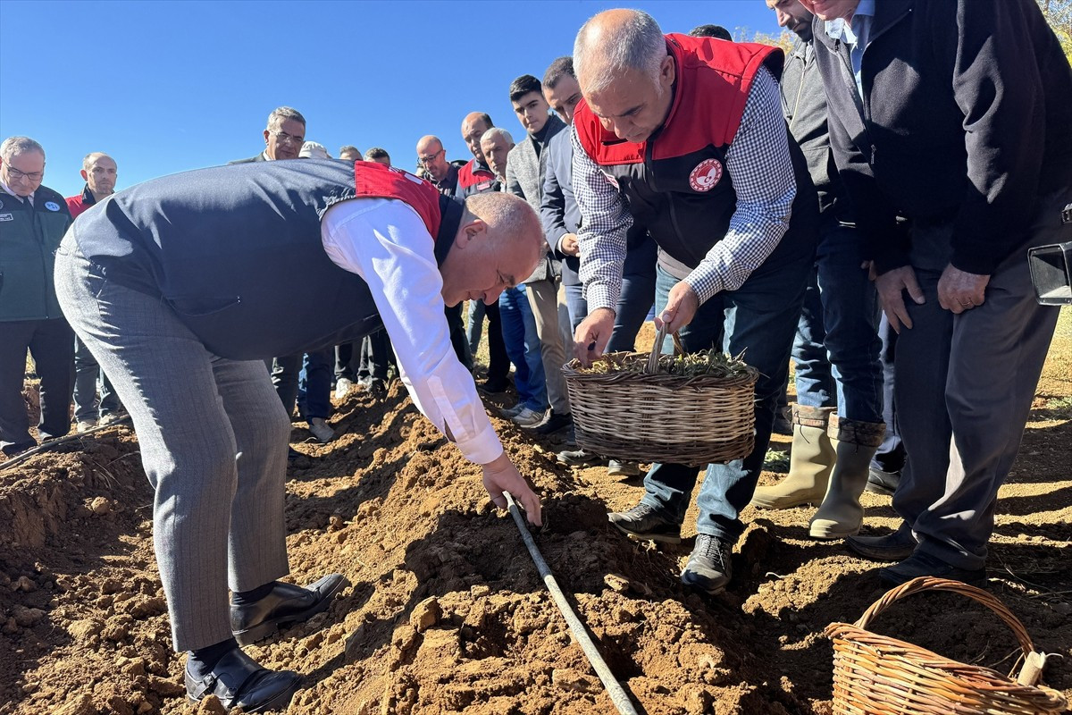 Elazığ'ın Maden ilçesinde çilek üretiminin artırılması amacıyla çiftçilere hibe destekli olarak...
