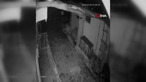 Elazığ’da aç kalan kurt köye indi