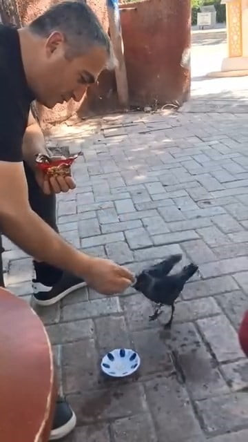 ELAZIĞ’DA AÇLIKTAN DOLAYI BİTKİN DÜŞEN YAVRU KARGA, BİR ÇAY OCAĞININ BULUNDUĞU BÖLGEYE GELDİ....