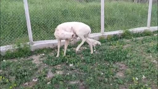 Elazığ’da beyaz alageyik evin bahçesine indi