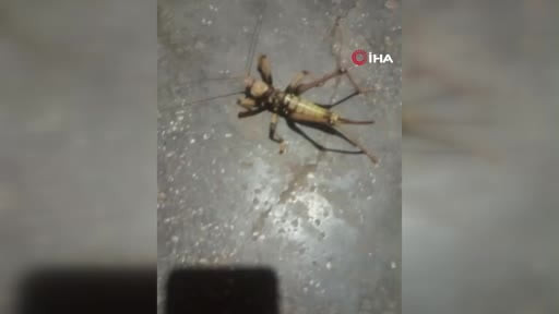 Elazığ’da et yiyen dev çekirge görüntülendi